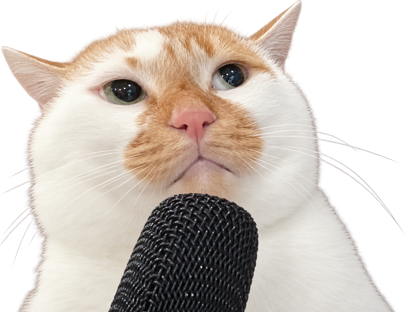 The cream and orange Podcat host speaking into his black microphone